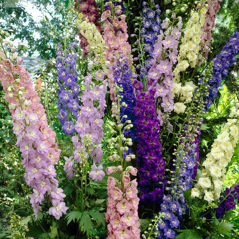 Hummingbird & Butterfly Perennial Sun Garden