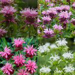 Monarda - Collection- Perennial Plant of the Year 2021