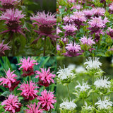 Monarda - Collection- Perennial Plant of the Year 2021