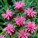 Monarda - Collection- Perennial Plant of the Year 2021