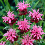 Monarda - Collection- Perennial Plant of the Year 2021