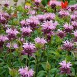 Monarda - Collection- Perennial Plant of the Year 2021