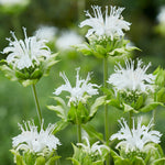 Monarda - Collection- Perennial Plant of the Year 2021