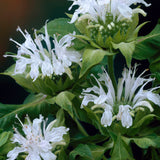 Monarda - Collection- Perennial Plant of the Year 2021