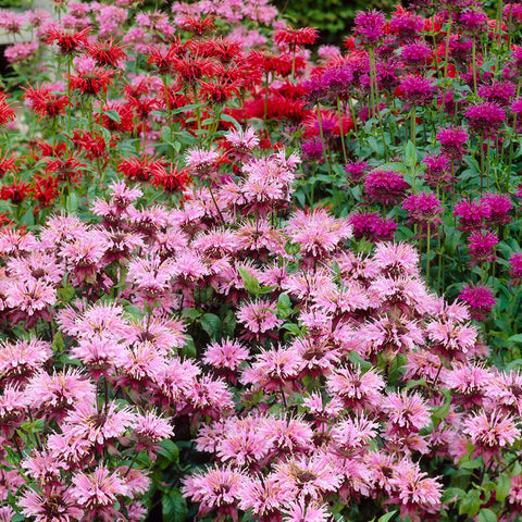 Monarda - Mix - Perennial Plant Of the Year 2021