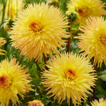Dahlia - Sassafras