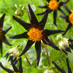 Dahlia - Verrone's Obsidian