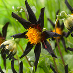 Dahlia - Verrone's Obsidian