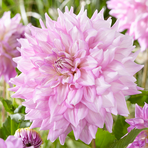 Dahlia - Almand's Joy