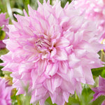 Dahlia - Almand's Joy