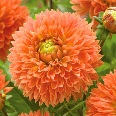 Dahlia - Orange Impact