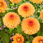 Dahlia - Orange Impact