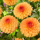 Dahlia - Orange Impact
