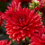 Dahlia - Garden Wonder