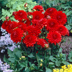 Dahlia - Garden Wonder