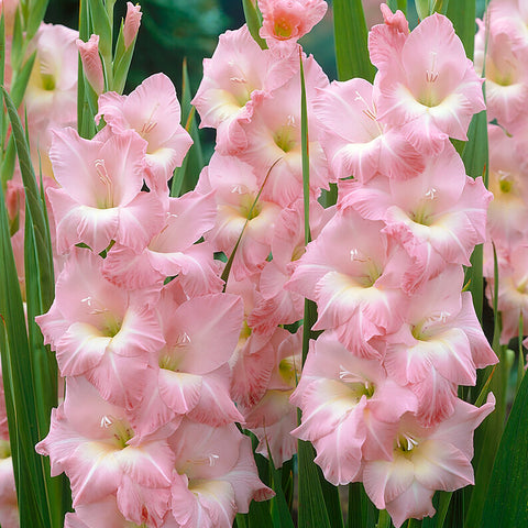 Gladiolus - Large Flowering Rose Supreme