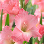 Gladiolus - Large Flowering Rose Supreme