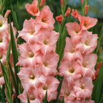 Gladiolus - Large Flowering Rose Supreme