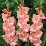 Gladiolus - Large Flowering Rose Supreme