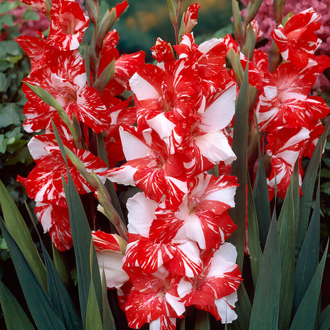 Gladiolus - Large Flowering Zizanie