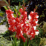Gladiolus - Large Flowering Zizanie