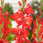 Gladiolus - Large Flowering Zizanie