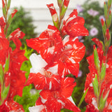 Gladiolus - Large Flowering Zizanie
