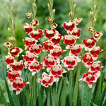 Gladiolus - Novelty Butterfly Belinda