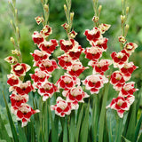 Gladiolus - Novelty Butterfly Belinda