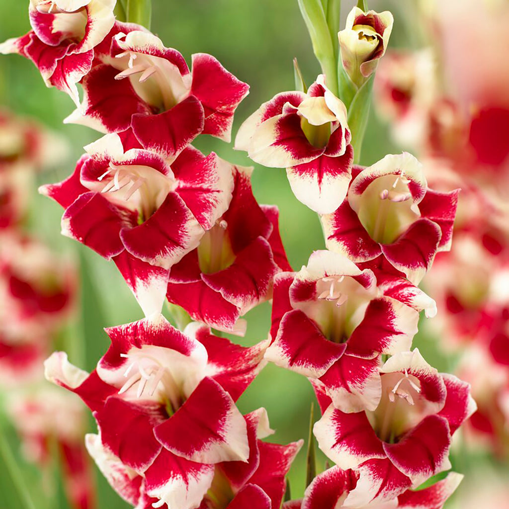 Gladiolus - Novelty Butterfly Belinda – Plantcetera