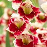 Gladiolus - Novelty Butterfly Belinda