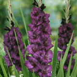 Gladiolus - Large Flowering Purple Flora