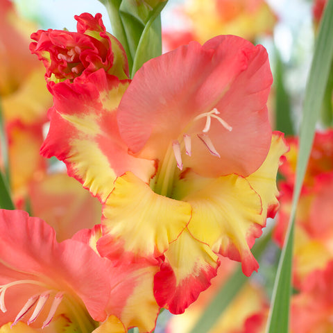 Gladiolus - Large Flowering Princess Margaret Rose