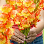 Gladiolus - Large Flowering Princess Margaret Rose