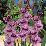 Gladiolus - Large Flowering Passos