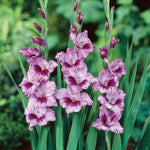 Gladiolus - Large Flowering Passos