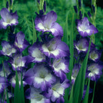 Gladiolus - Large Flowering Nori