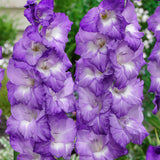 Gladiolus - Large Flowering Nori
