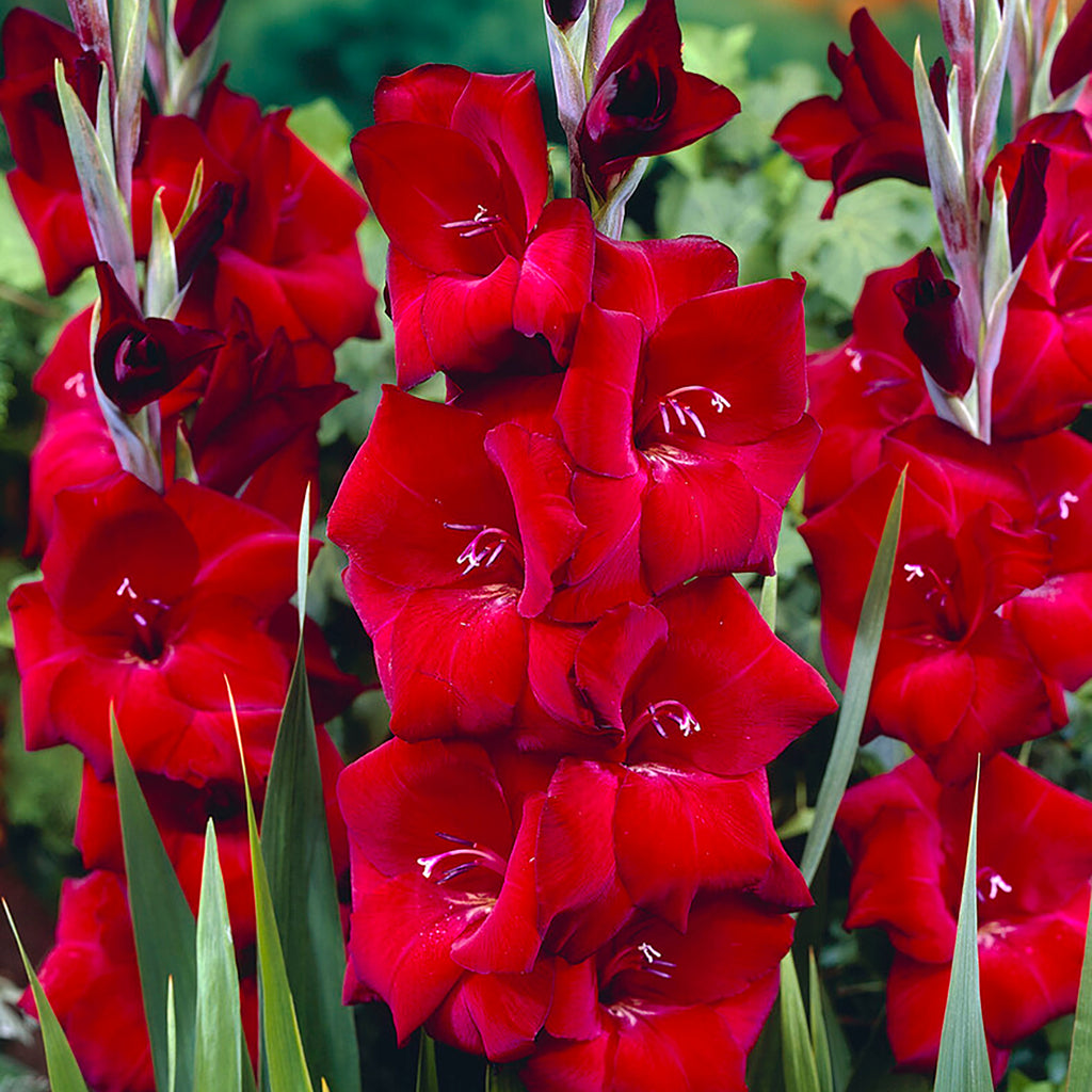 Gladiolus