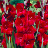 Gladiolus - Large Flowering Espresso
