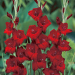 Gladiolus - Large Flowering Espresso