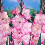 Gladiolus - Large Flowering My Love