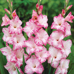 Gladiolus - Large Flowering My Love