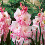 Gladiolus - Large Flowering My Love