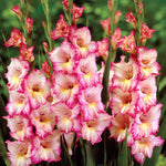 Gladiolus - Large Flowering Priscilla