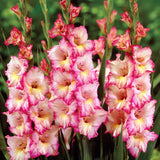 Gladiolus - Large Flowering Priscilla