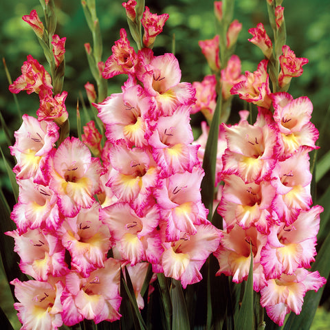 Gladiolus - Large Flowering Priscilla