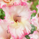 Gladiolus - Large Flowering Priscilla