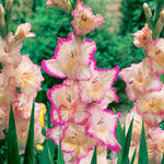 Gladiolus - Large Flowering Priscilla