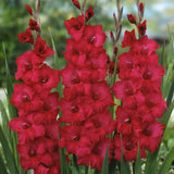 Gladiolus - Prosperity Blend